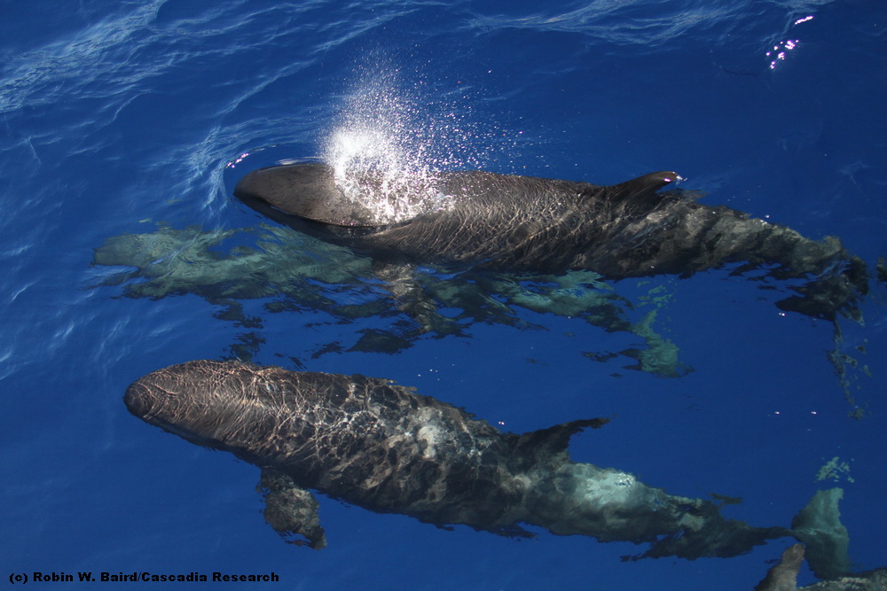 false killer whales