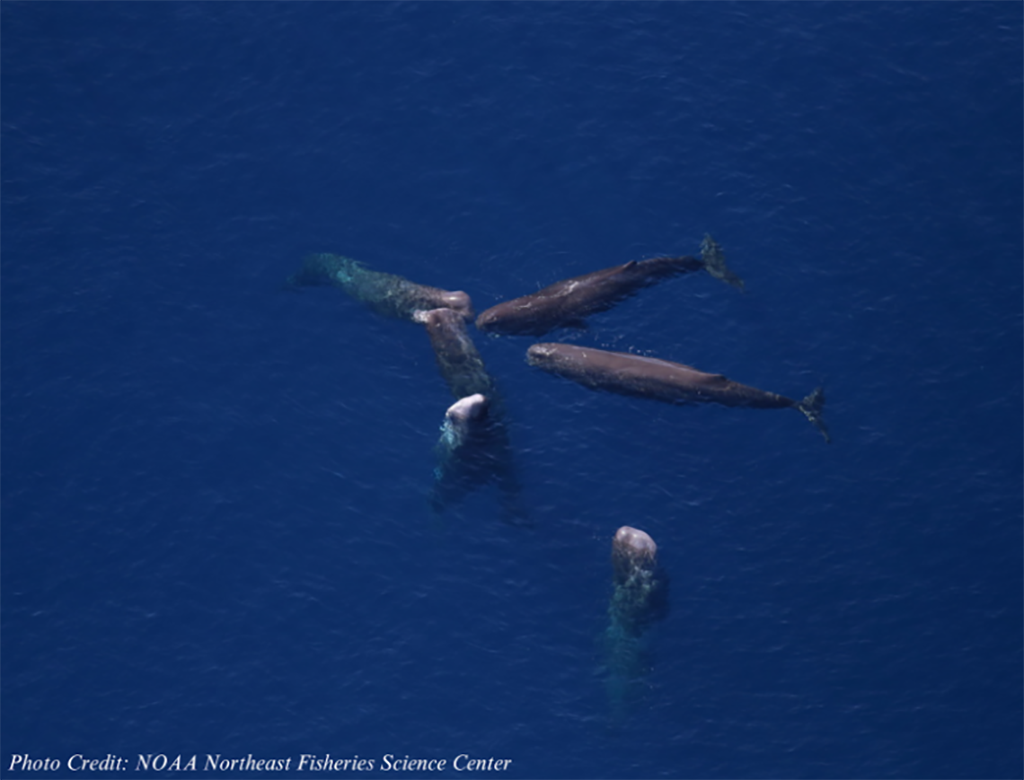 sperm whales
