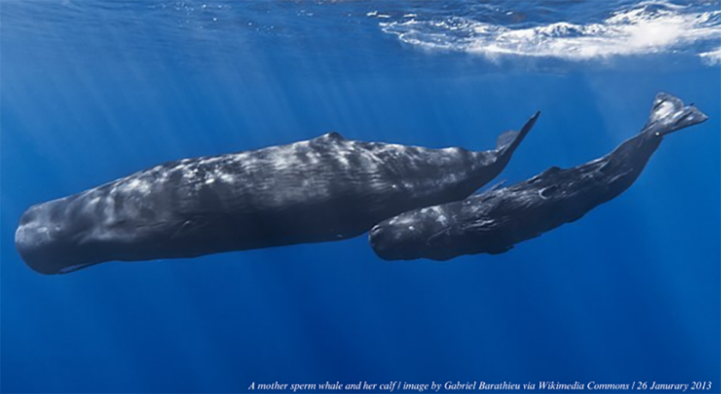 sperm whales