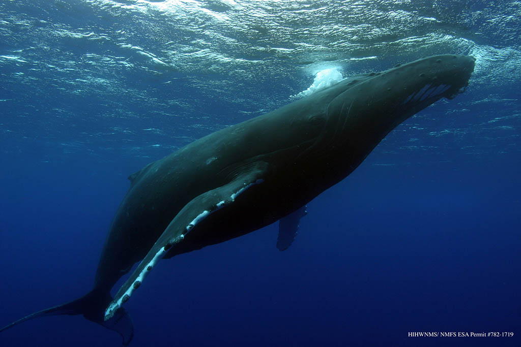 humpback whale