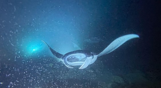 A manta ray feeding on plankton