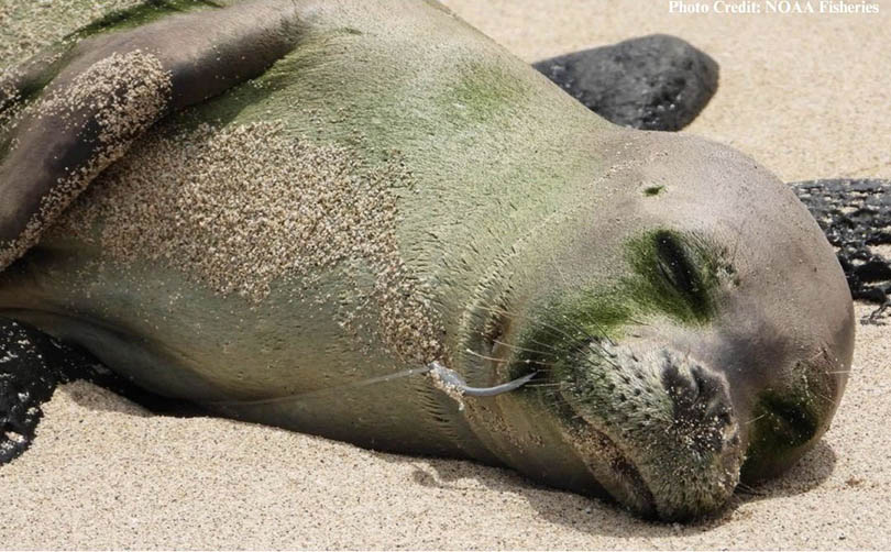 monk seal with hook in mouth