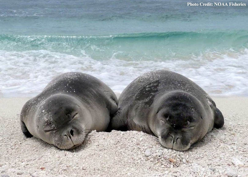 monk seals