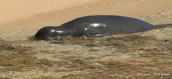 monk seal lying face down
