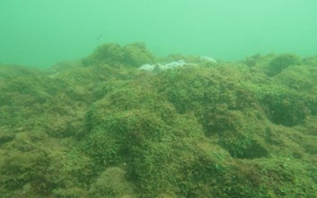 Thick mat of algae growing on a reef