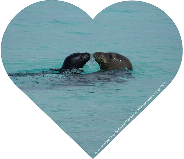 monk seal mom and pup
