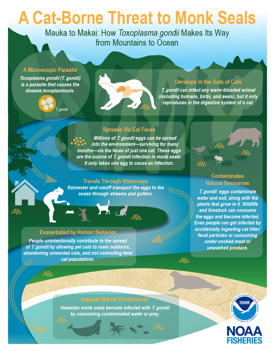 monk seal cat-borne threats graphic