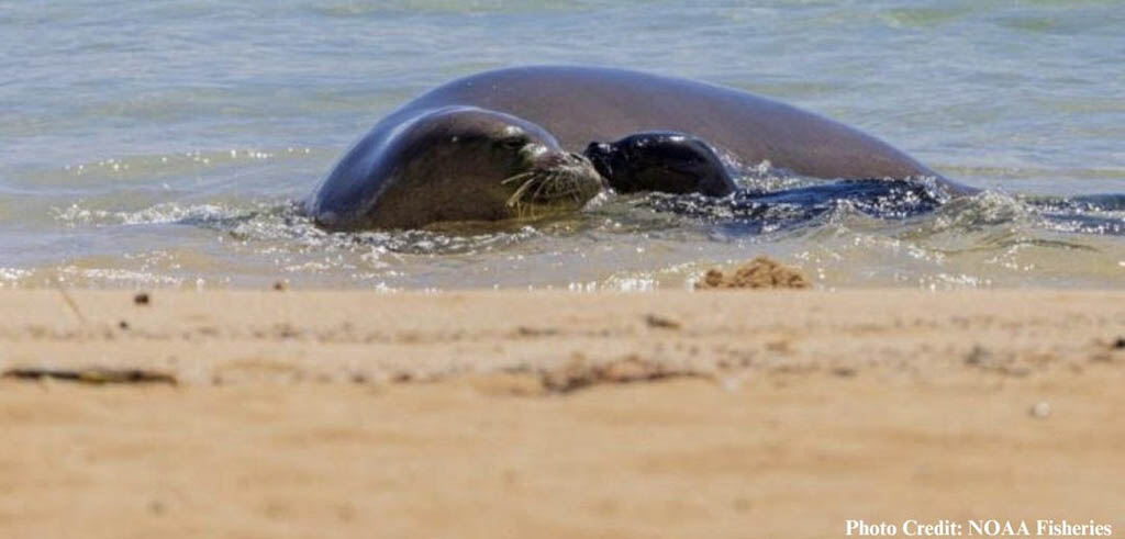Hawaiian Monk Seals