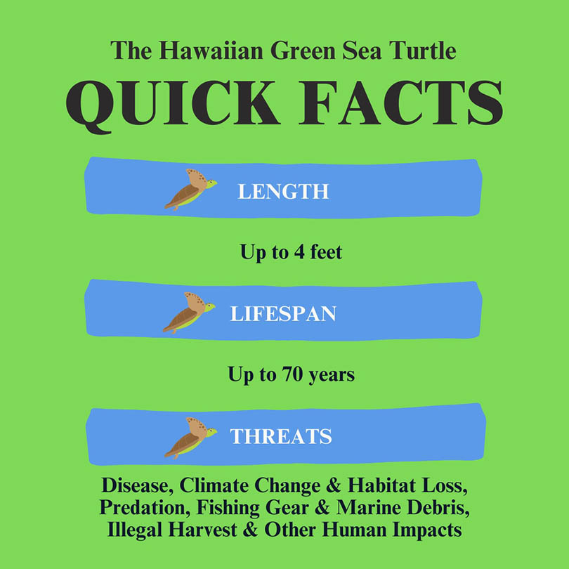 honu facts