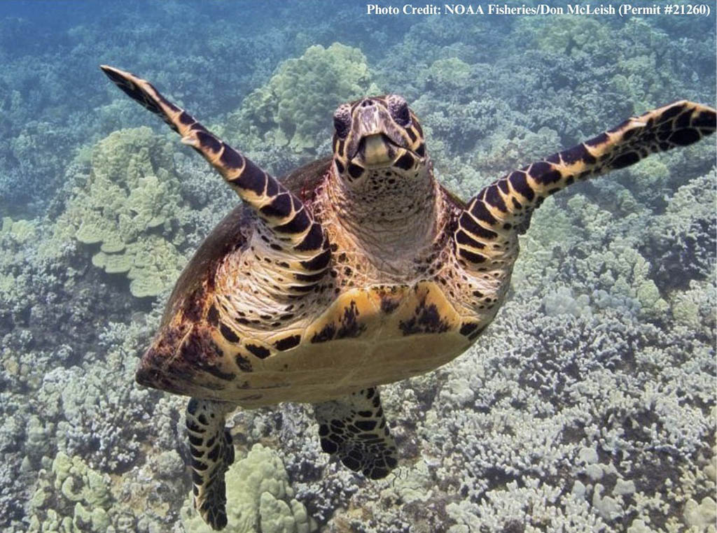 hawksbill turtle