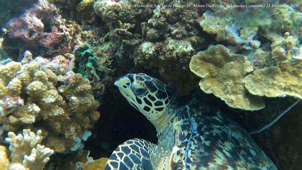 hawksbill turtle