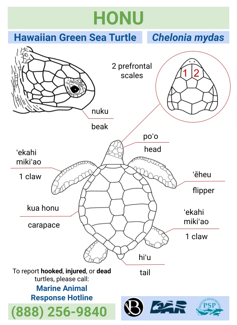 green turtle fact card