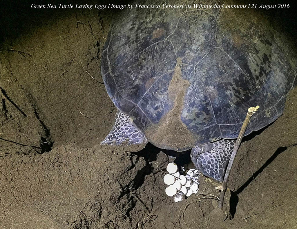 honu laying eggs