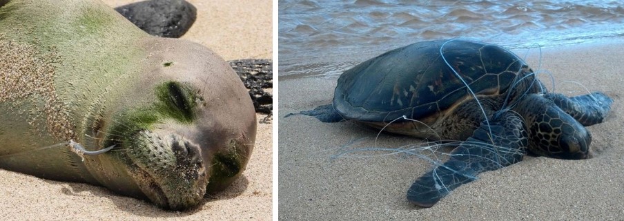 A seal and turtle entangled in fishing gear
