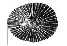 Measurement of ‘Opihi