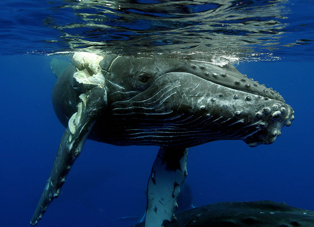 injured whale