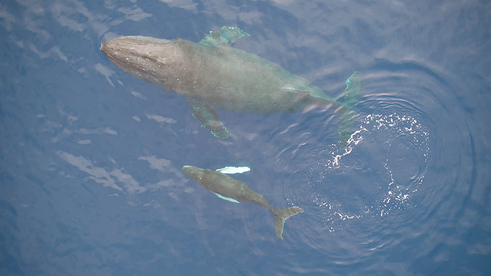 mother whale and calf below surface