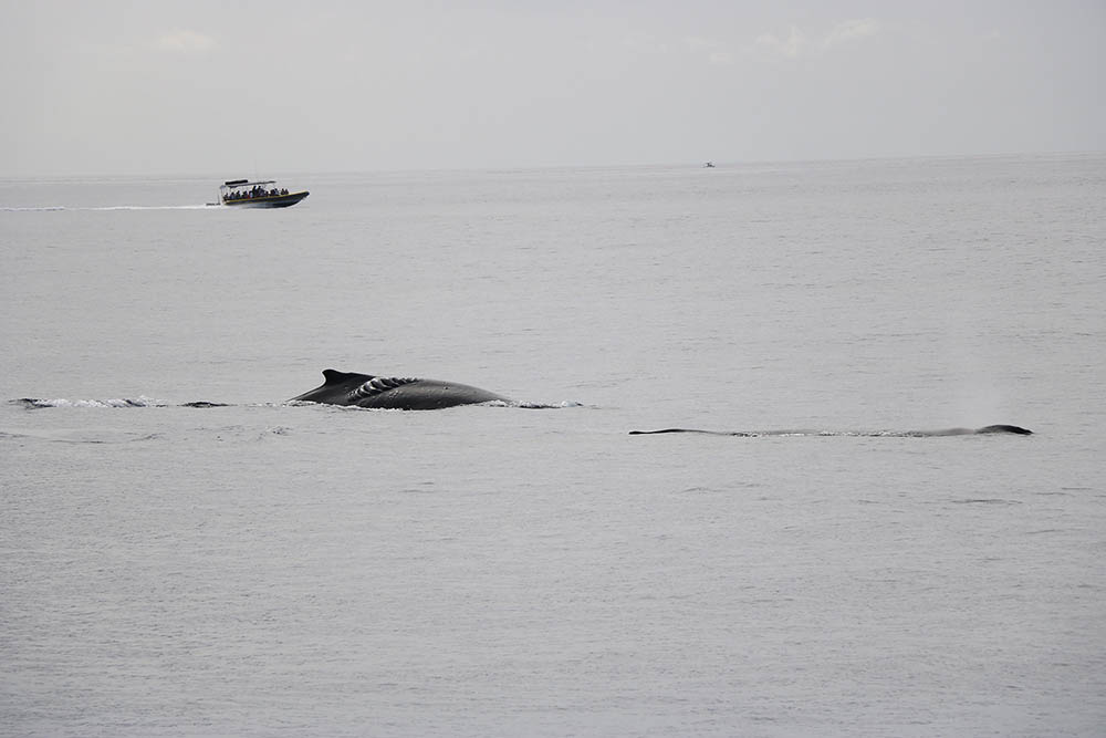 whales at surface