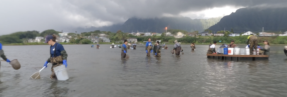 DAR staff and community members join together to remove invasive jellyfish