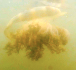 An upside jellyfish when it is rightside up.