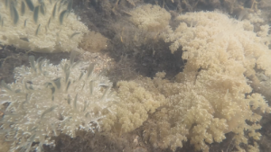 Upsidedown jellyfish cover the shallow bottoms of the fish pond.