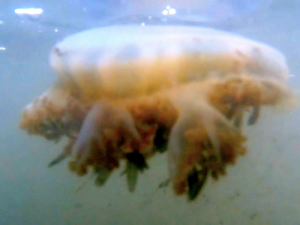 An upside jellyfish when it is rightside up.