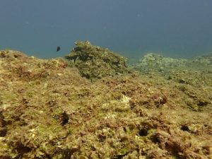 A reef at Manawai that is covered by algae C. tumulosa and Microdictyon. Photo credit: A. Tsang
