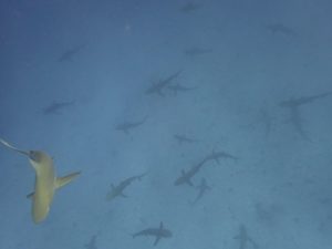 Descending down into a reef full of sharks at Lalo. Photo credit: A. Tsang