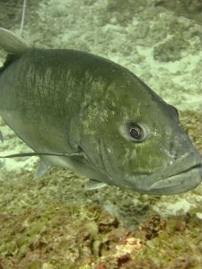 A curious ulua getting up close and personal. Photo credit: A. Tsang