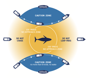 image showing that one cannot aproach within 100 yards of a whale with a yellow circle and should proceed with caution within 400 yards with blue half circles. Also do not chase or leap-frog over whales 