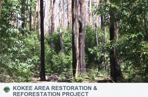 Kokea Area Restoration and Reforestation Project