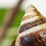 Achatinella apexfulva