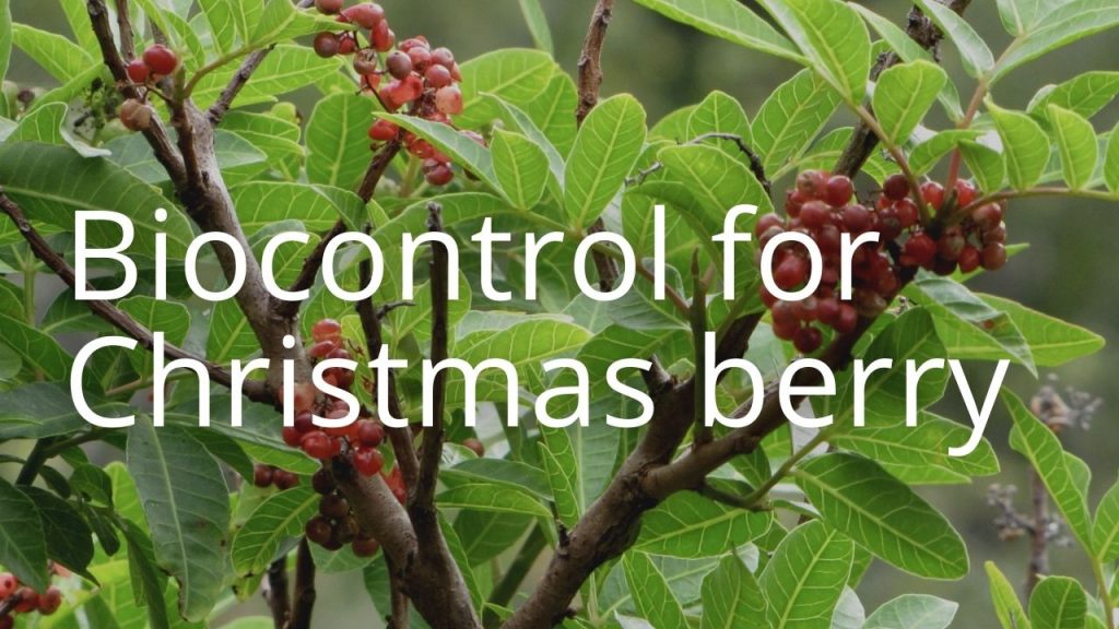 An image of Christmas berry linking to a storymap on Christmas berry biocontrol