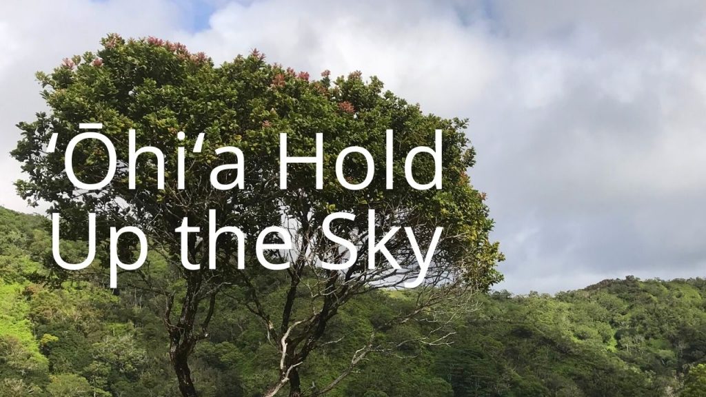 An image of an ohia tree linking to more info on ohia