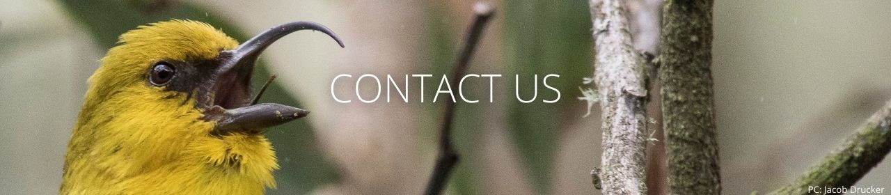 An image of an ʻAkiapōlāʻau