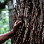An image of a hand on a tree trunk