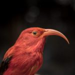 An image of an ʻiʻiwi