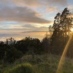 An image of Honuaʻula Forest Reserve