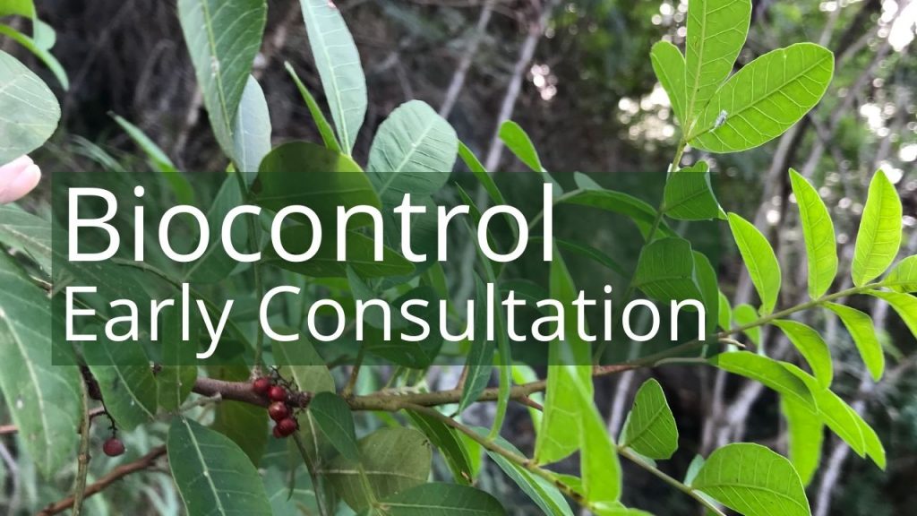 An image of Christmas berry