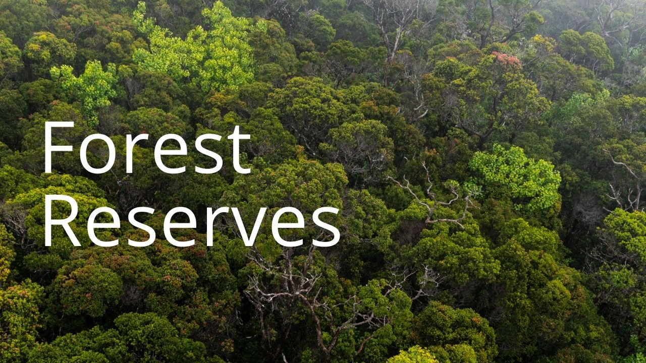 An image of a forest