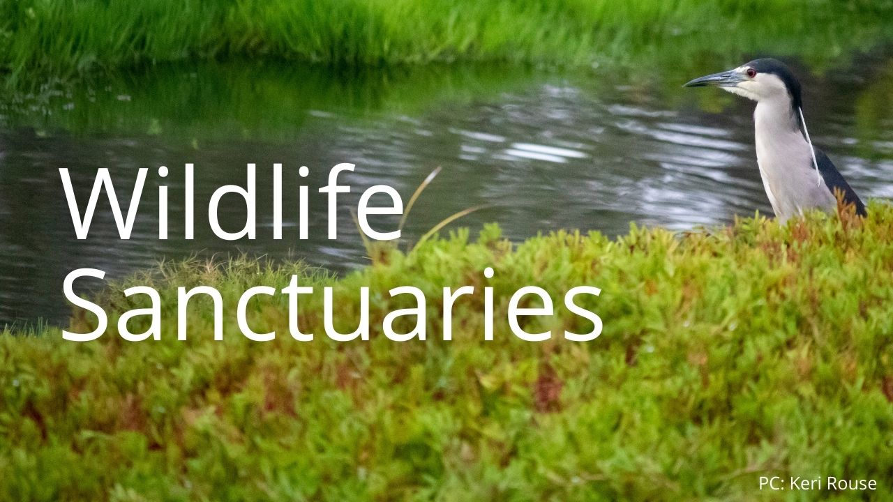 An image of an ʻaukuʻu in a wetland