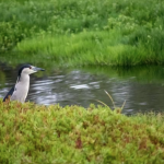An ʻaukuʻu at Pouhala Marsh