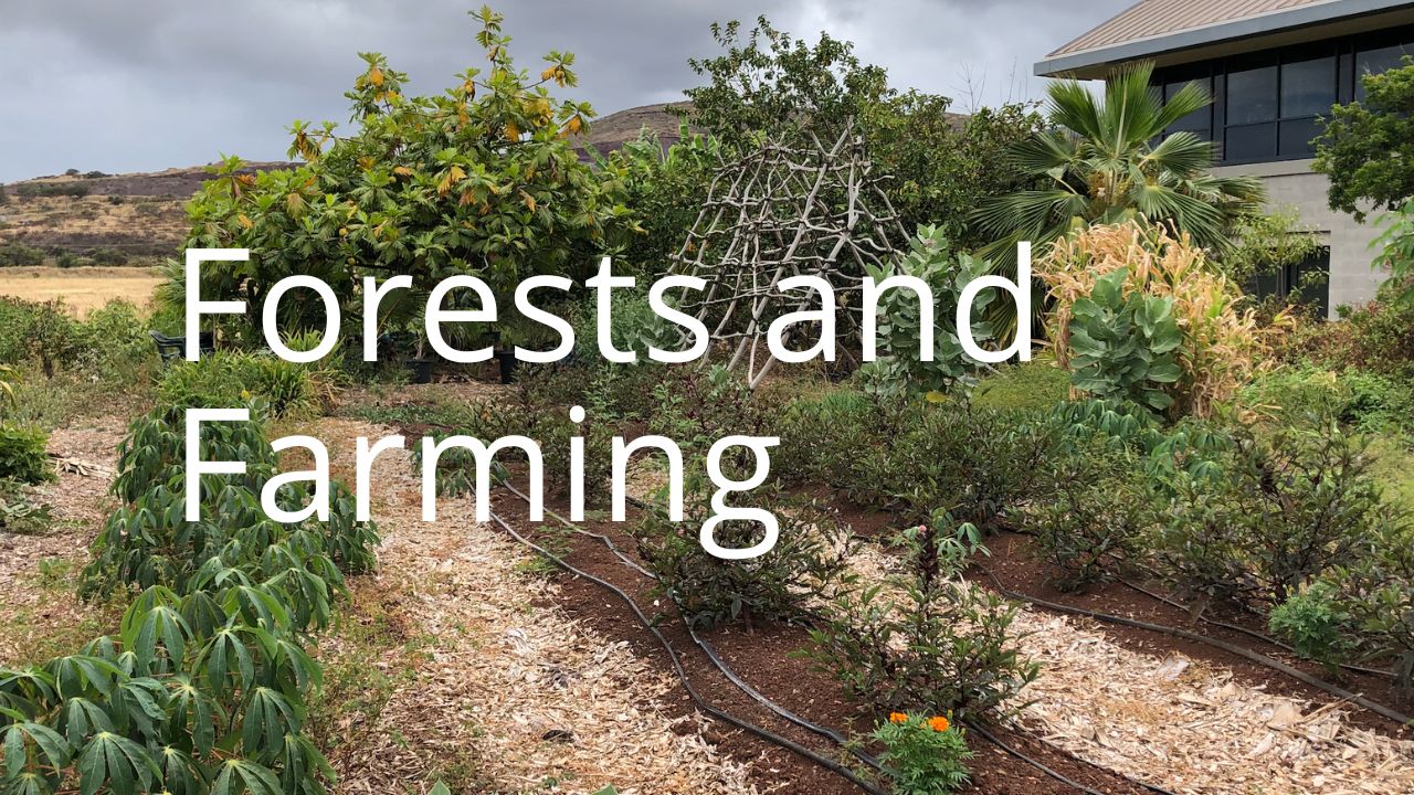 An image of an urban forest or garden