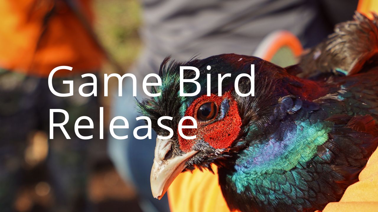 An image of a pheasant linking to a video of a game bird release