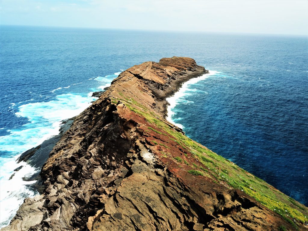 image of lehua