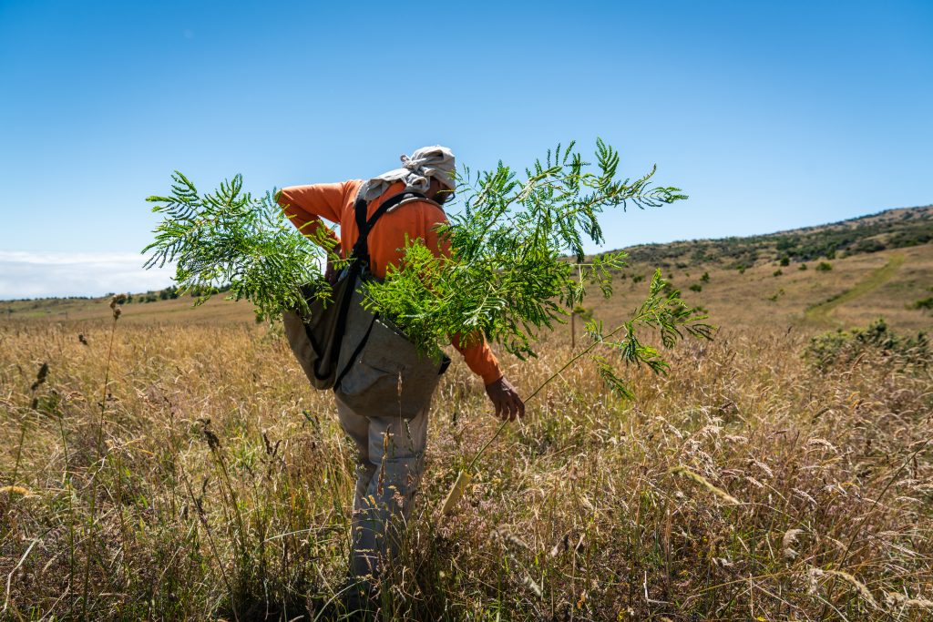 Forestry Program: Restoring koa forest on Mauna Kea