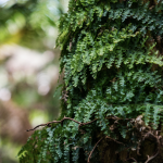 Kapāpala Canoe Forest