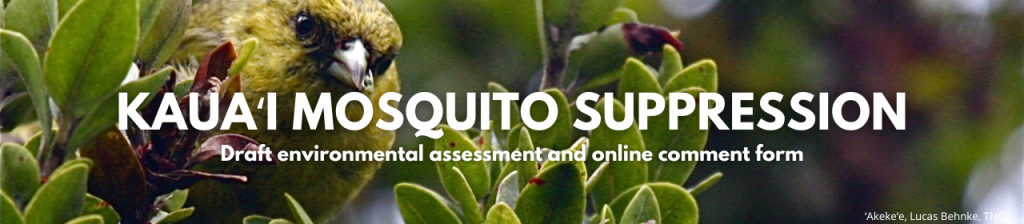 An image of an ʻakekeʻe