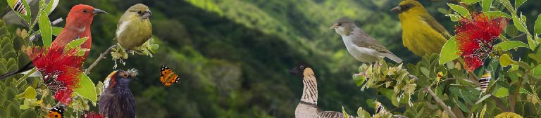 An image native Hawaiian species