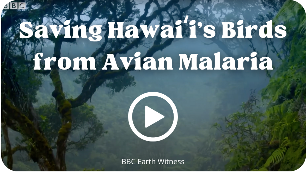 Saving Hawaiʻi's Birds from Avian Malaria